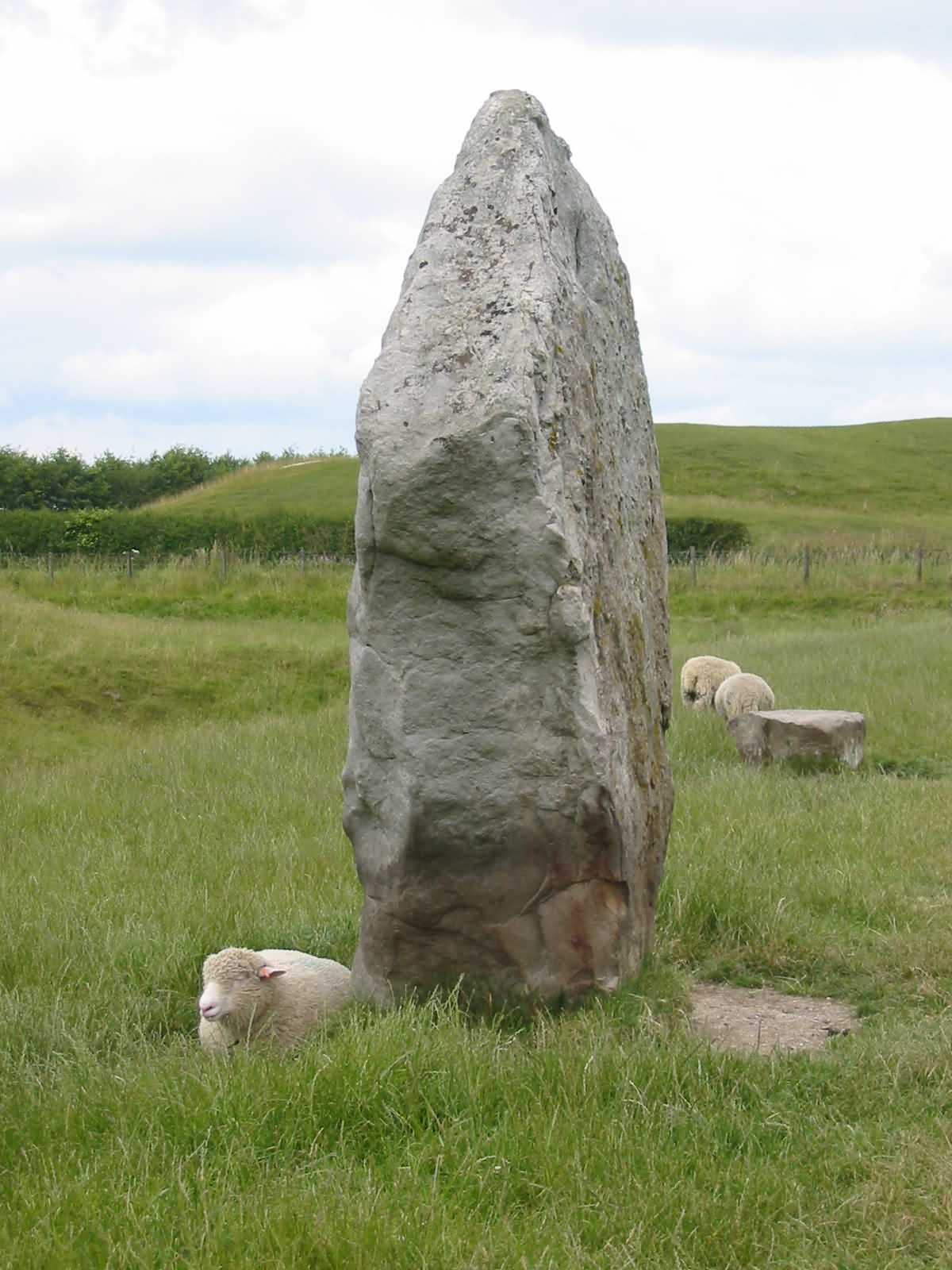 Avebury sheep.