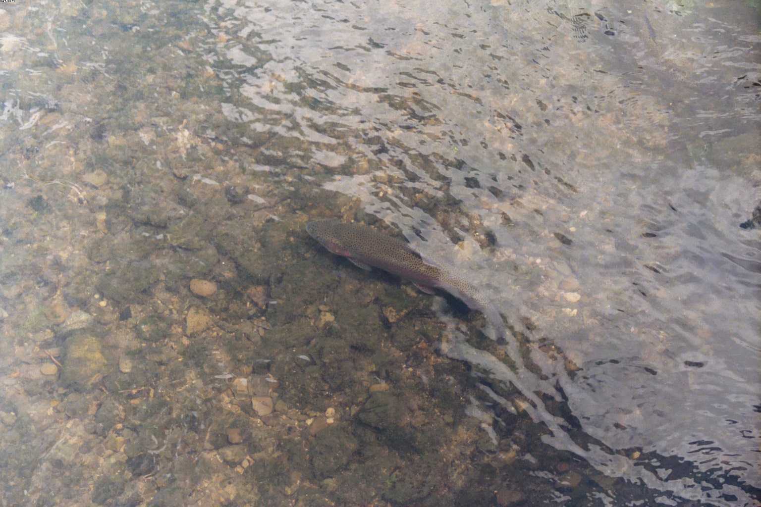 See, we saw a trout.